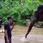 chaing_mai_elephant1
